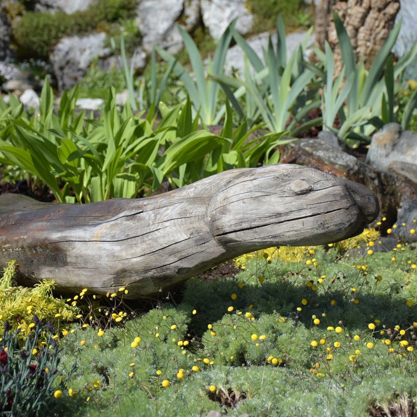 Cotula hispida - Laugenblume (Plant habit)