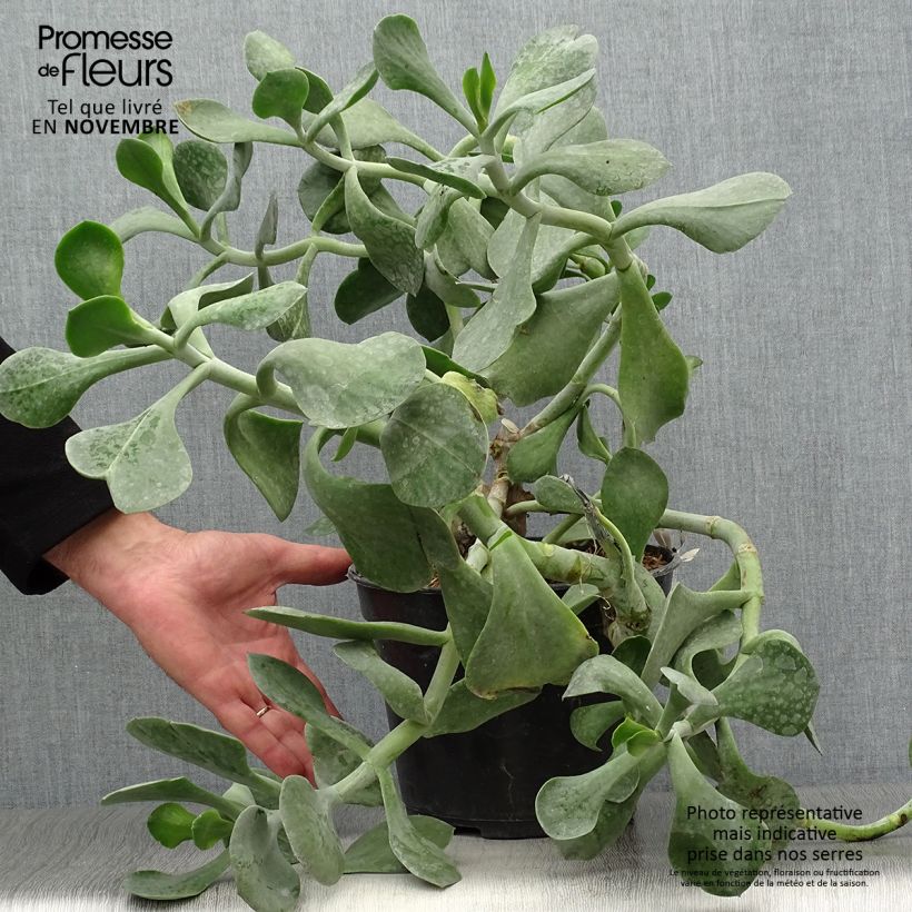 Example of Cotyledon orbiculata Gray - Cotyledon Topf mit 3L/4L as you get in automne