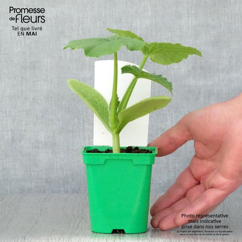 Example of Riesen-Kürbis Betty Blue F1 Topf 10 cm/11cm as you get in printemps