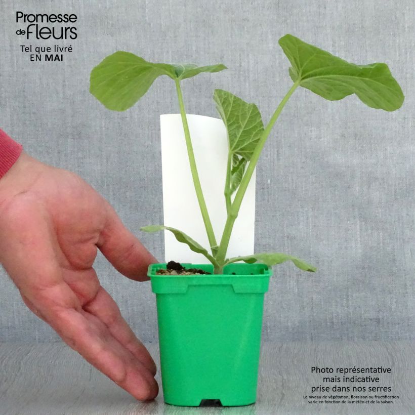 Example of Moschus-Kürbis Sibelle F1 Topf 10 cm/11cm as you get in printemps