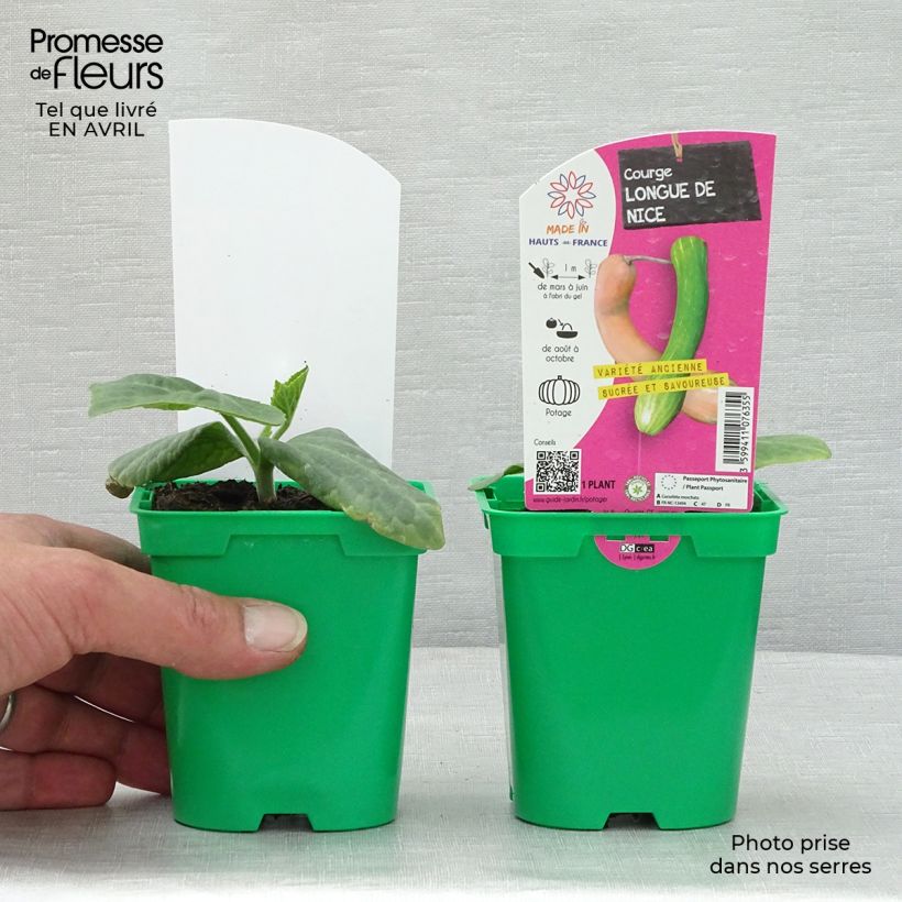 Example of Garten-Kürbis Longue de Nice (Pflanzen) Topf 10 cm/11cm as you get in printemps