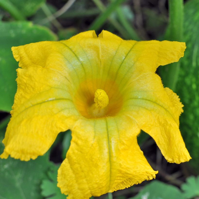 Feigenblatt-Kürbis Bio - Ferme de Sainte Marthe - Cucurbita ficifolia (Flowering)
