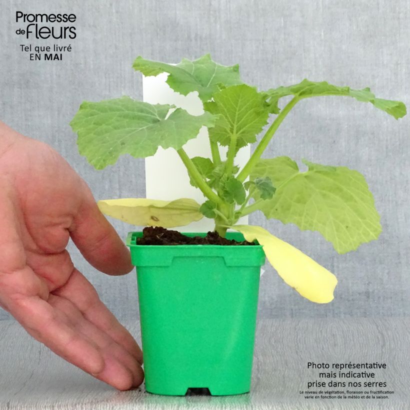 Example of Kürbis-Spaghetti Topf 10 cm/11cm as you get in printemps