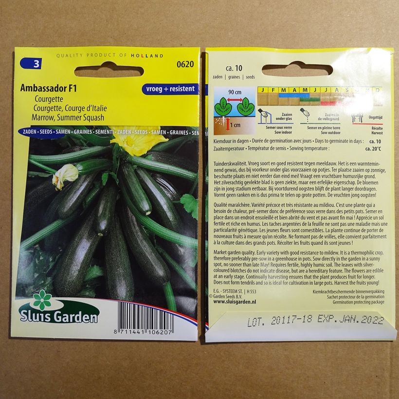 Example of Garten-Kürbis Ambassador F1 per pack of 10 seeds as you get