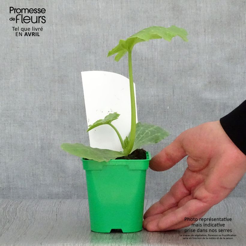 Example of Garten-Kürbis Astia F1 Topf 10 cm/11cm as you get in printemps