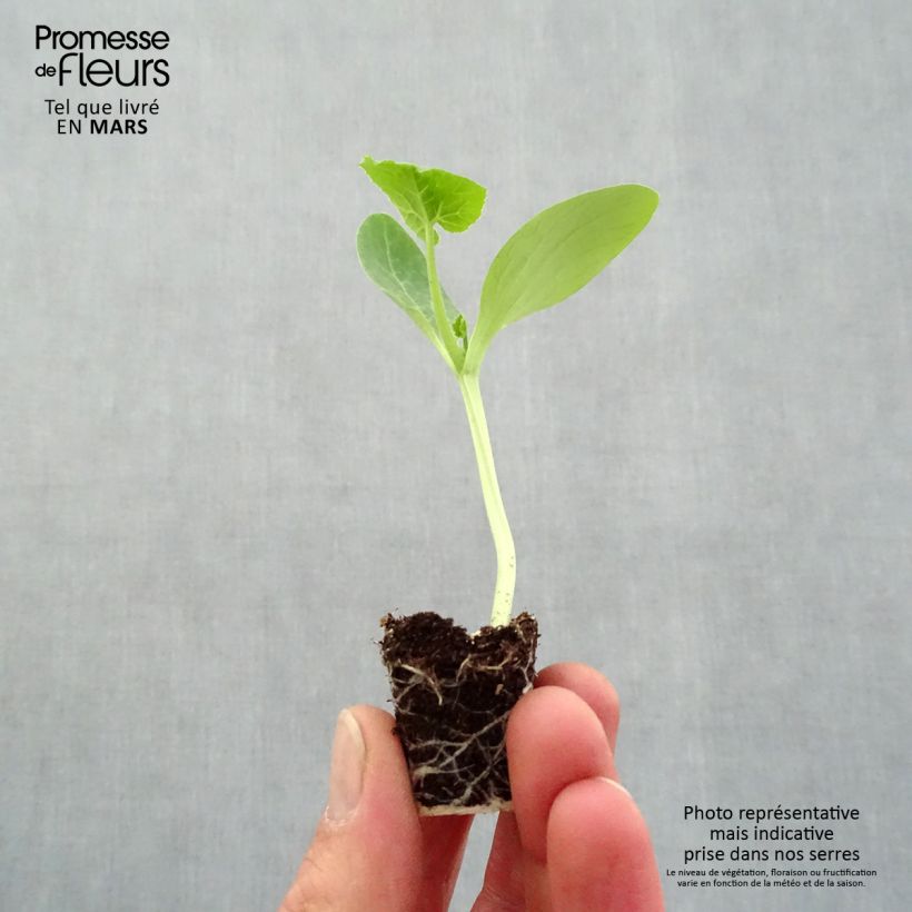 Example of Garten-Kürbis Pick Gold (Pflanzen) Mini-Plug Ø 3/4 cm as you get in printemps
