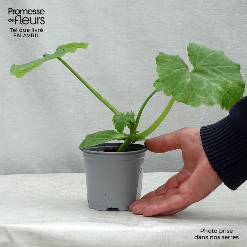 Example of Garten-Kürbis Easy Pick Green F1 Topf 10 cm/11cm as you get in printemps