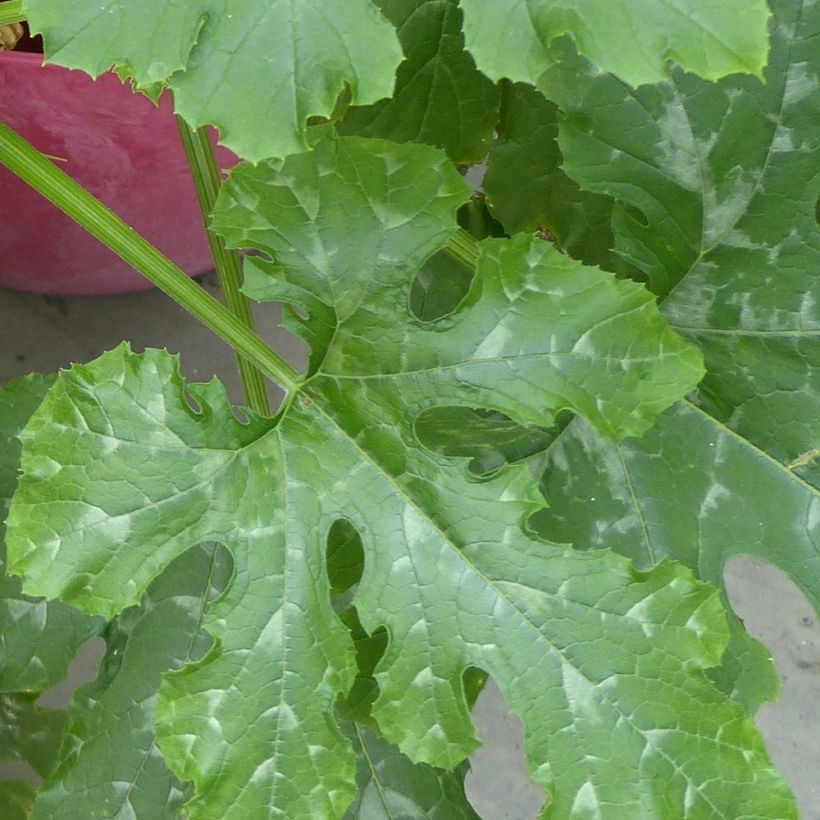 Garten-Kürbis Easy Pick Green F1 (Foliage)