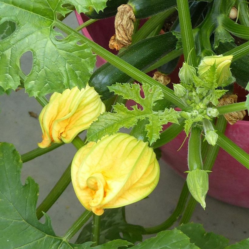 Garten-Kürbis Easy Pick Green F1 (Flowering)