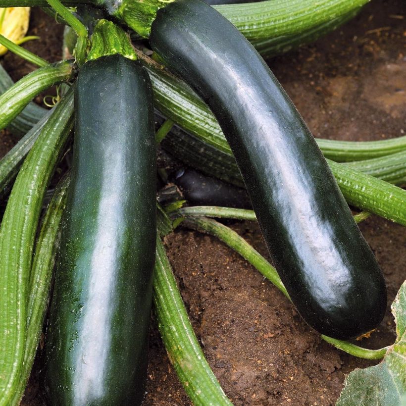 Garten-Kürbis Easy Pick Green F1 (Harvest)