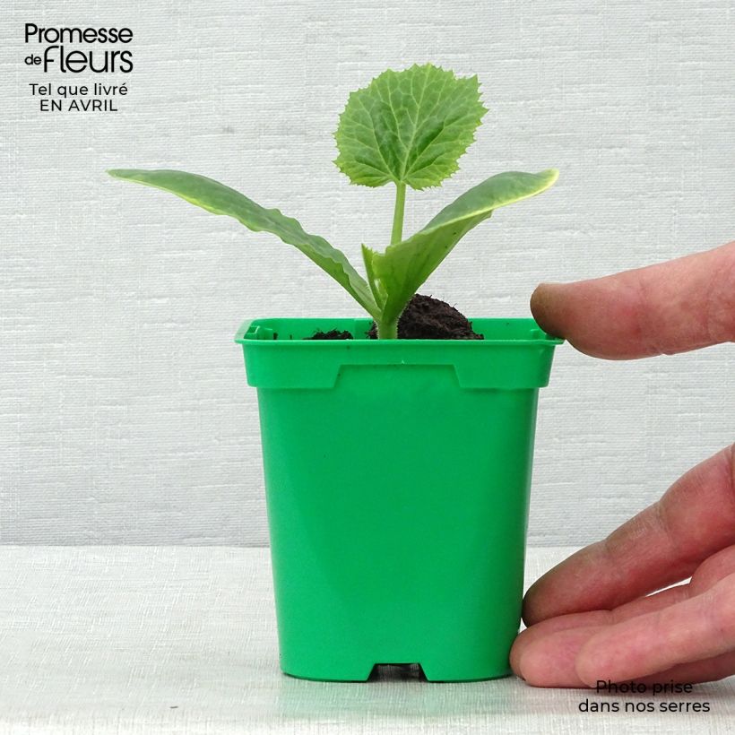 Example of Garten-Kürbis Floridor F1 Topf 10 cm/11cm as you get in printemps
