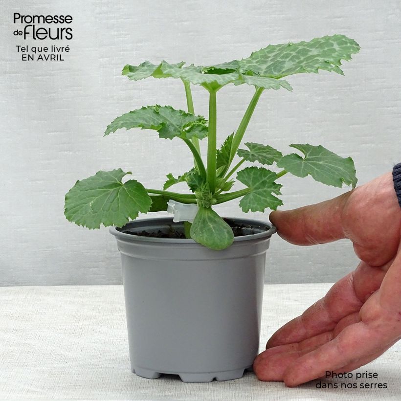 Example of Veredelte Garten-Kürbis Kimber F1 (Veredelt) Kleine Töpfe von 8/9 cm as you get in printemps