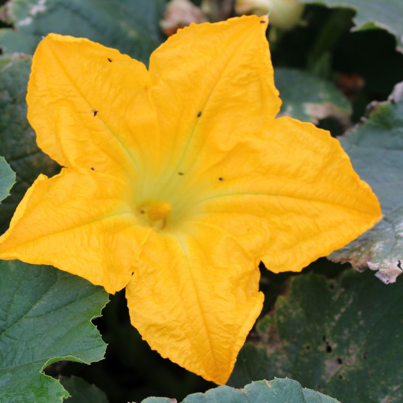 Garten-Kürbis hybride Lingodor (Flowering)