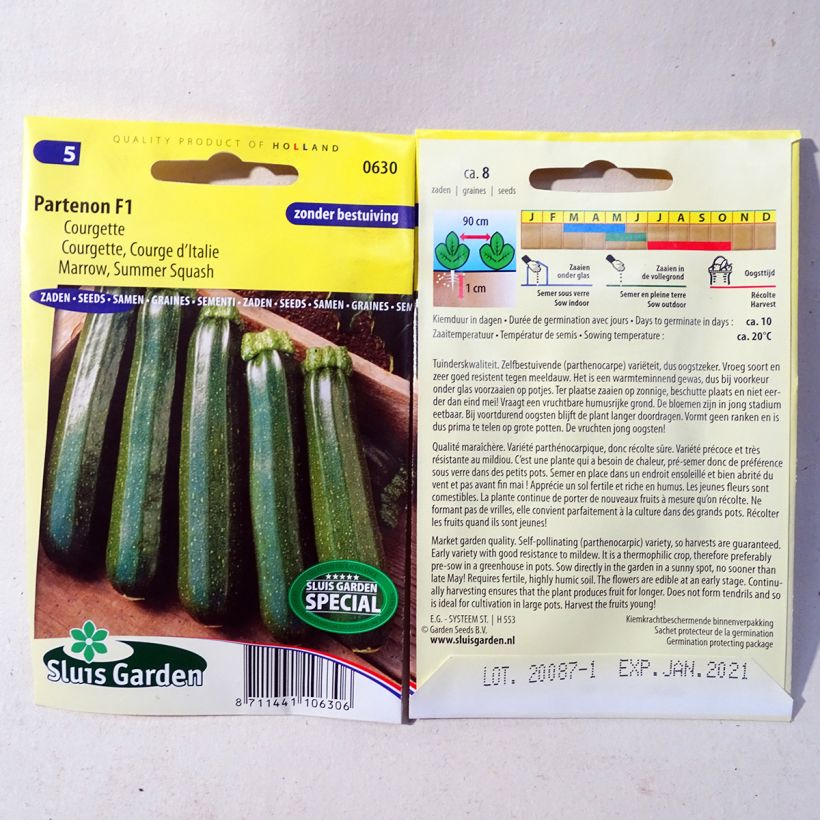 Example of Garten-Kürbis Partenon F1 per pack of 8 seeds as you get