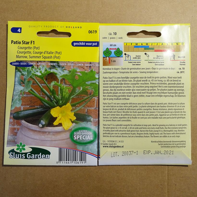 Example of Garten-Kürbis Patio Star F1 per pack of 10 seeds as you get