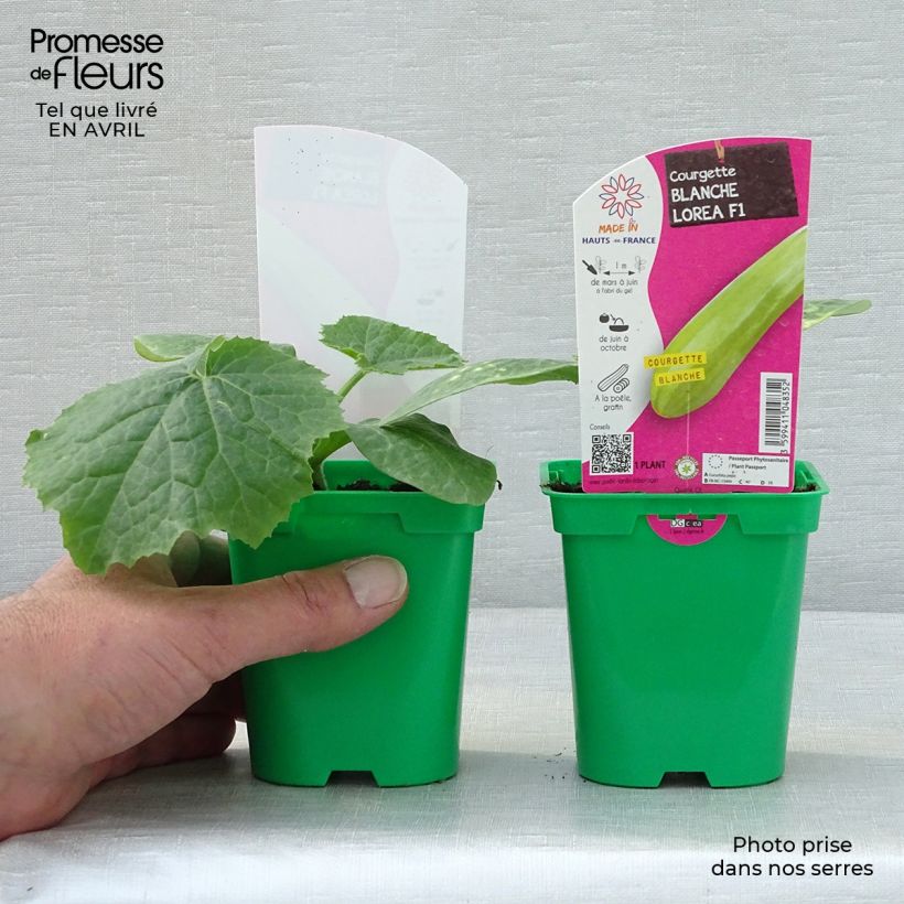 Example of Garten-Kürbis Lorea F1 Topf 10 cm/11cm as you get in printemps