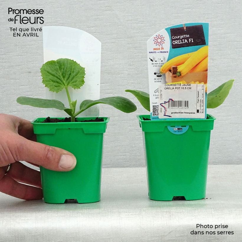 Example of Garten-Kürbis Orelia F1 Topf 10 cm/11cm as you get in printemps