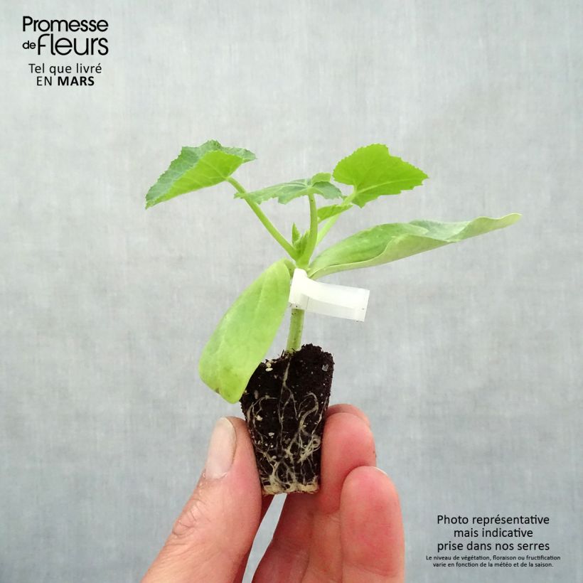 Example of Veredelte Garten-Kürbis Sebring F1 (Veredelt) Mini-Plug Ø 3/4 cm as you get in printemps