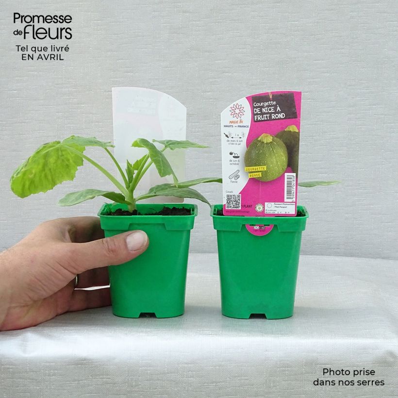 Example of Garten-Kürbis de Nice à fruit rond (Pflanzen) Topf 10 cm/11cm as you get in printemps