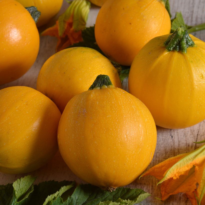 Garten-Kürbis Midas F1 (Ernte)