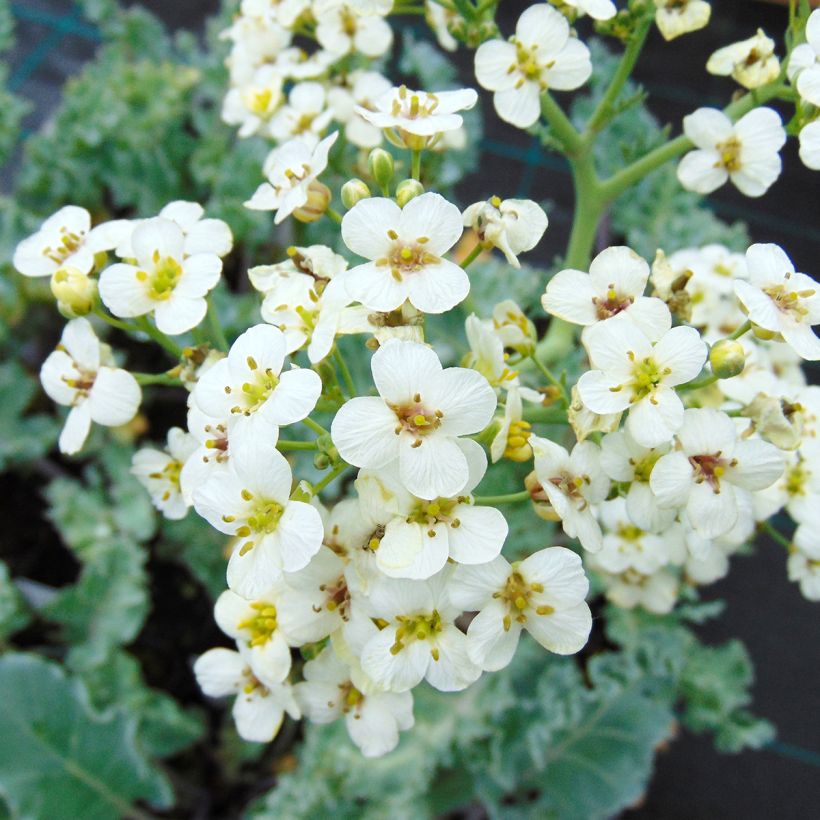 Echter Meerkohl - Crambe maritima (Flowering)