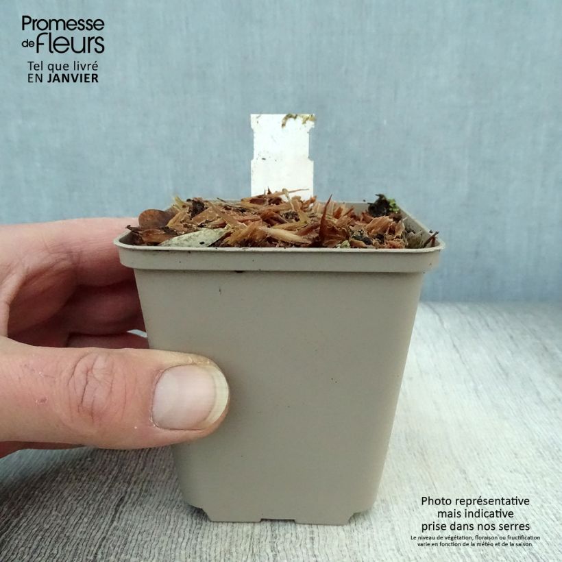 Exemplar von Crambe orientalis Morning Snow - Orientalischer Meerkohl Kleine Töpfe von 8/9 cm wie im Winter geliefert