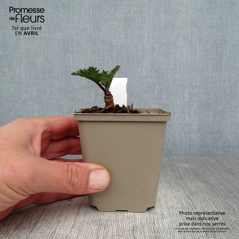 Exemplar von Crambe orientalis Morning Snow - Orientalischer Meerkohl Kleine Töpfe von 8/9 cm wie im Frühjahr geliefert