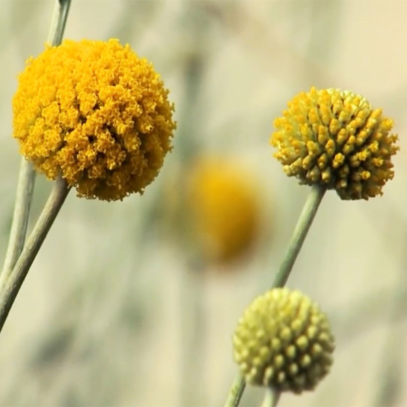 Craspedia globosa - Trommelstöckchen (Flowering)