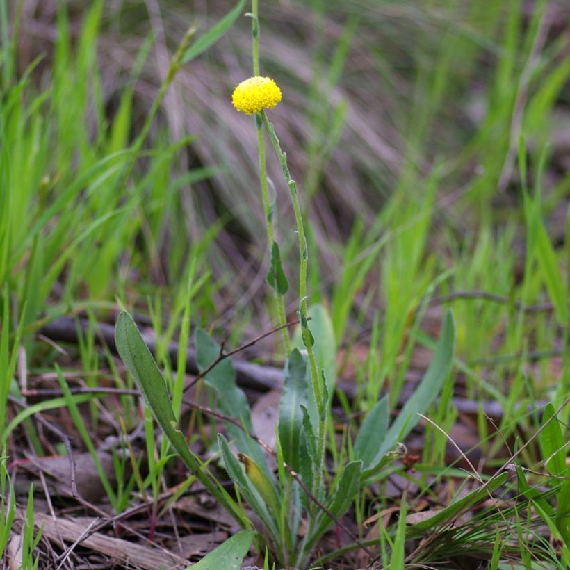Craspedia globosa - Trommelstöckchen (Plant habit)