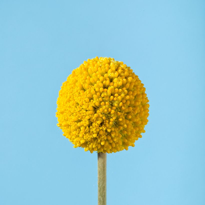 Craspedia Golf Beauty - Trommelstöckchen (Flowering)