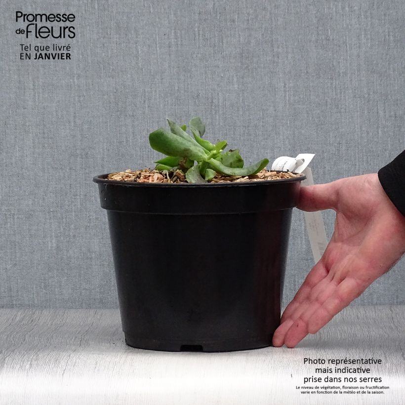 Exemplar von Crassula arborescens Curly Grey - Dickblatt Topf mit 3L/4L wie im Winter geliefert