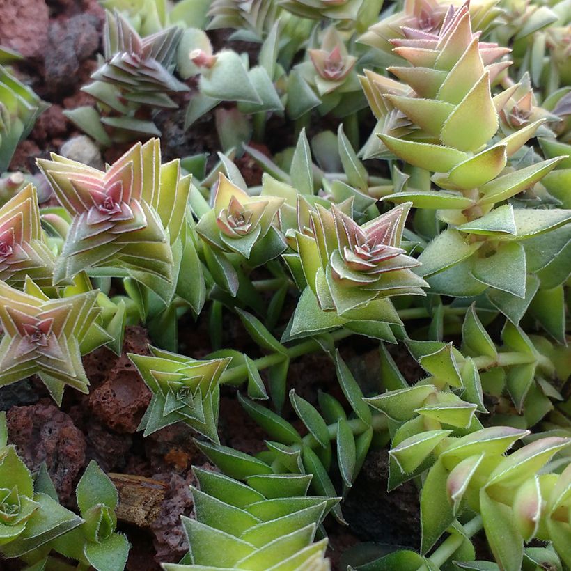 Crassula capitella - Dickblatt (Foliage)