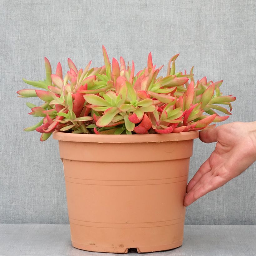 Example of Crassula capitella - Dickblatt Topf mit 7,5L/10L as you get in automne