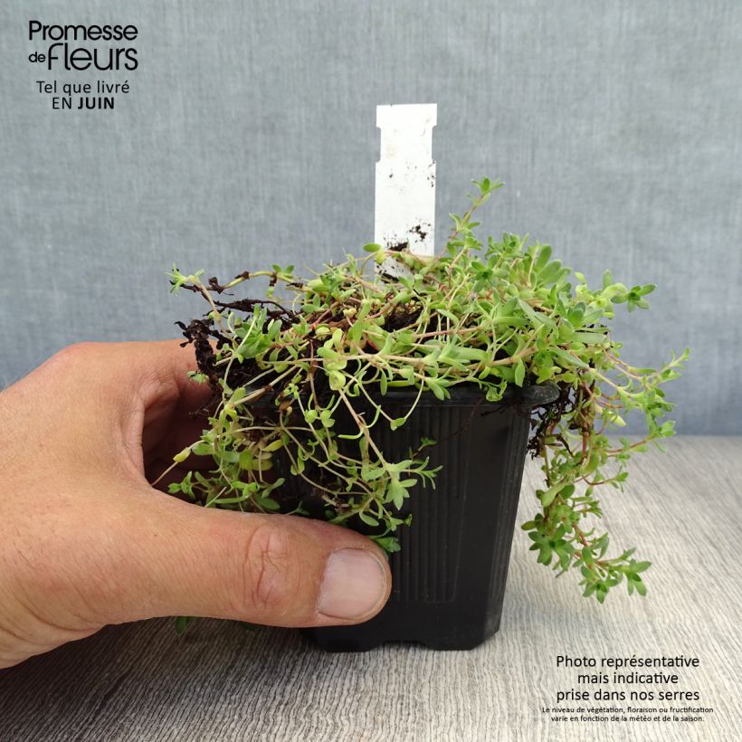 Example of Crassula exilis subsp. sedifolia - Dickblatt Kleine Töpfe von 8/9 cm as you get in ete