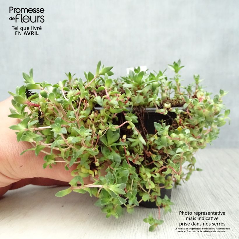 Exemplar von Crassula exilis subsp. sedifolia - Dickblatt Kleine Töpfe von 8/9 cm wie im Frühjahr geliefert