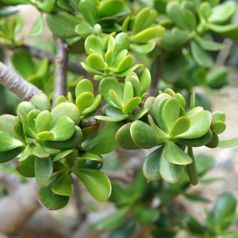 Crassula ovata - Geldbaum (Foliage)