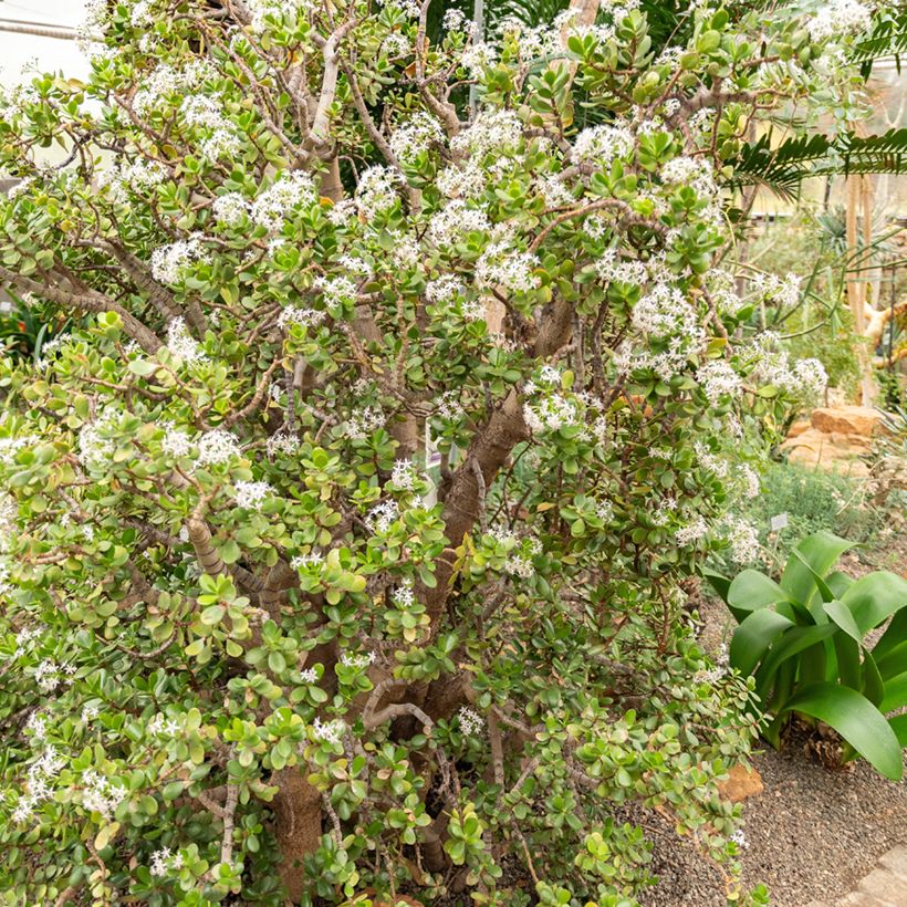 Crassula ovata - Geldbaum (Plant habit)
