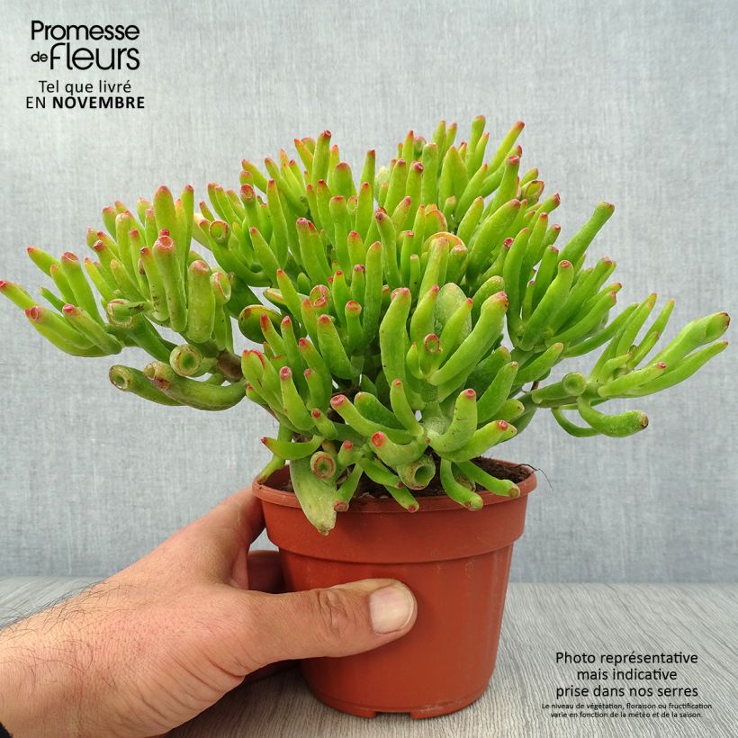 Example of Crassula ovata Hobbit - Geldbaum Topf 12 cm / 13 cm as you get in automne