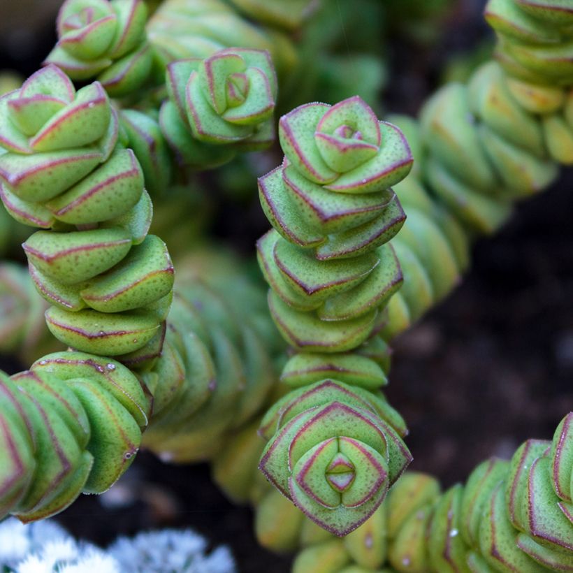 Crassula perforata - Dickblatt (Foliage)