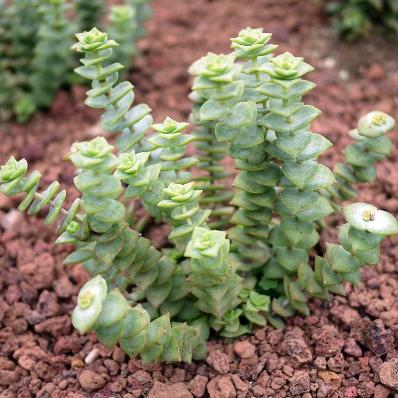 Crassula perforata - Dickblatt (Plant habit)