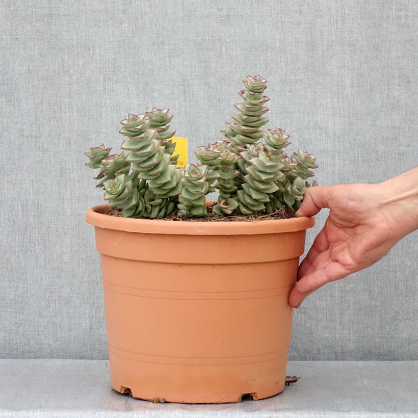 Example of Crassula perforata - Dickblatt Topf mit 7,5L/10L as you get in automne