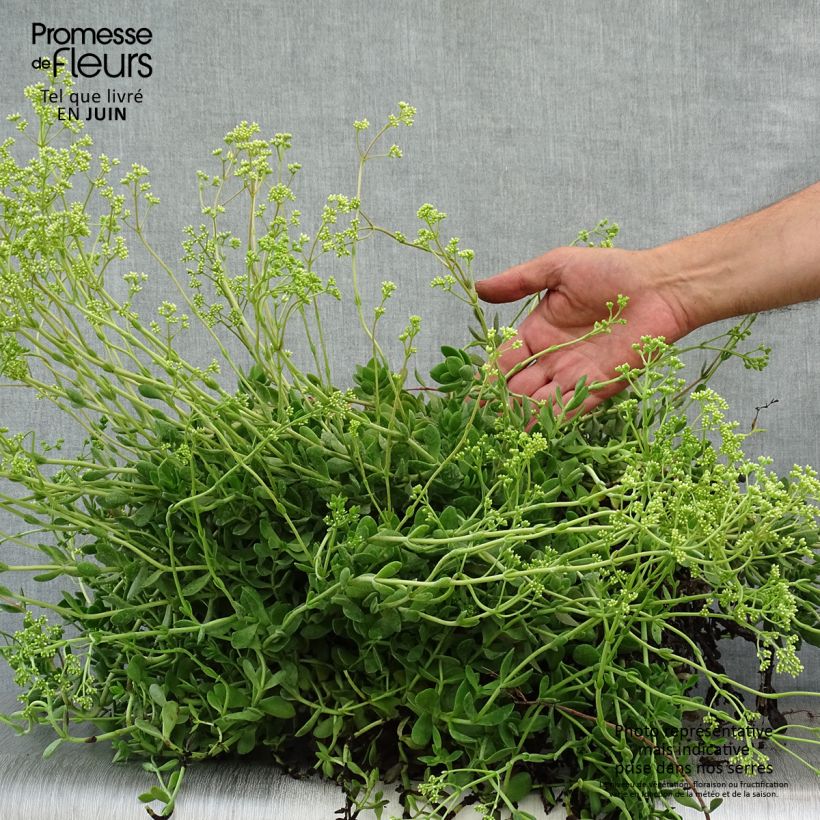 Example of Crassula pubescens subsp. radicans Small Red - Dickblatt Topf mit 2L/3L as you get in ete