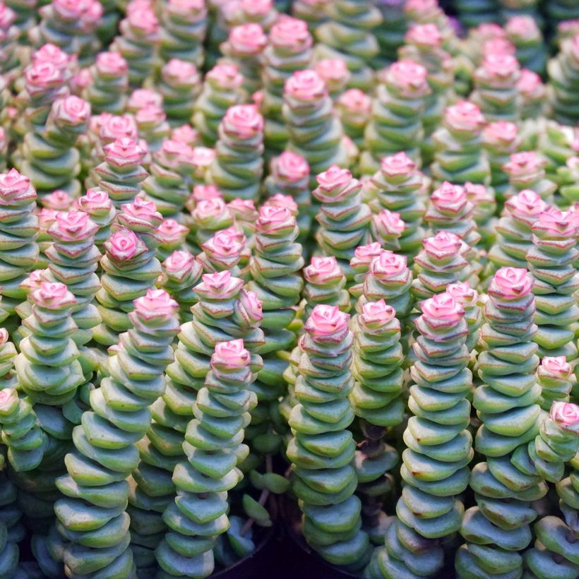 Crassula rupestris subsp. marnieriana - Felsen-Dickblatt (Laub)