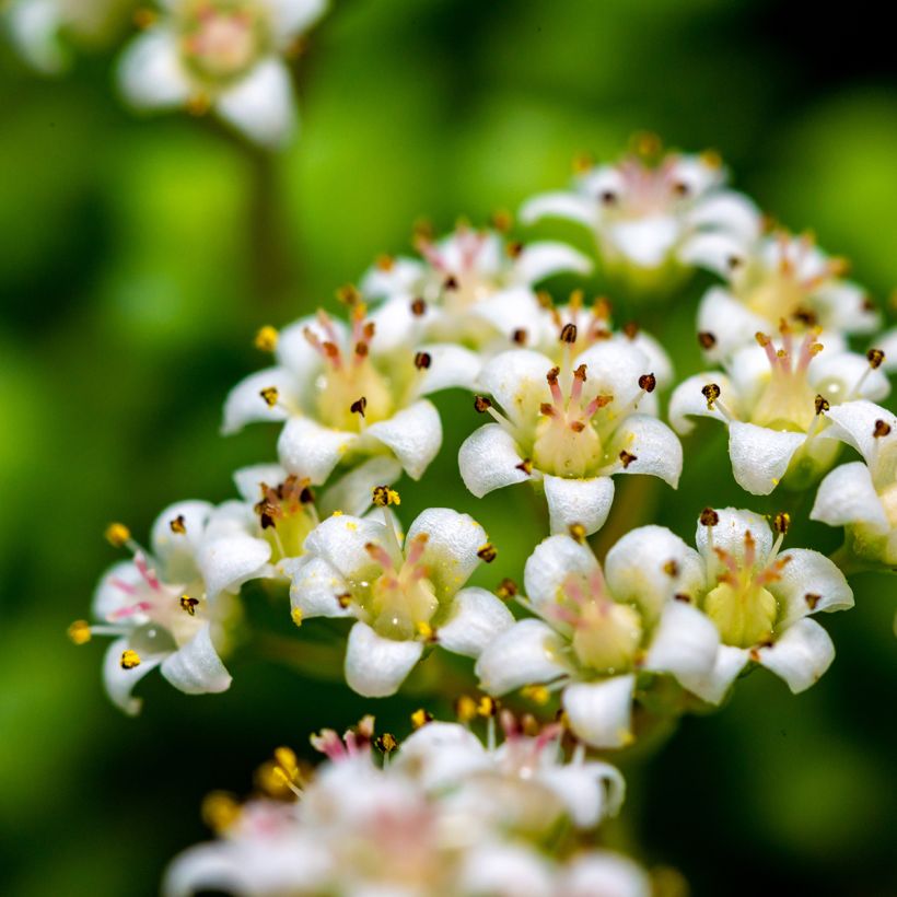 Crassula rupestris subsp. marnieriana - Felsen-Dickblatt (Blüte)