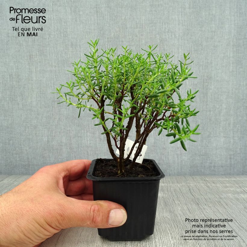 Exemplar von Crassula sarcocaulis Kleine Töpfe von 8/9 cm wie im Frühjahr geliefert