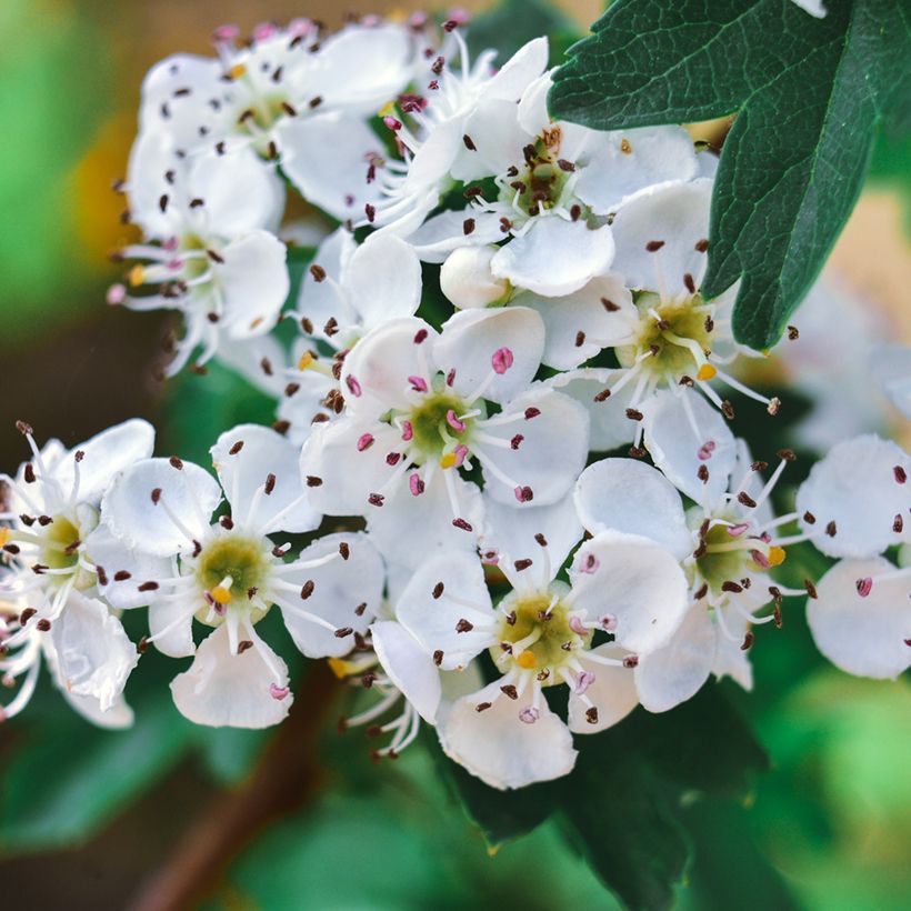 Azaroldorn - Crataegus azarolus (Flowering)