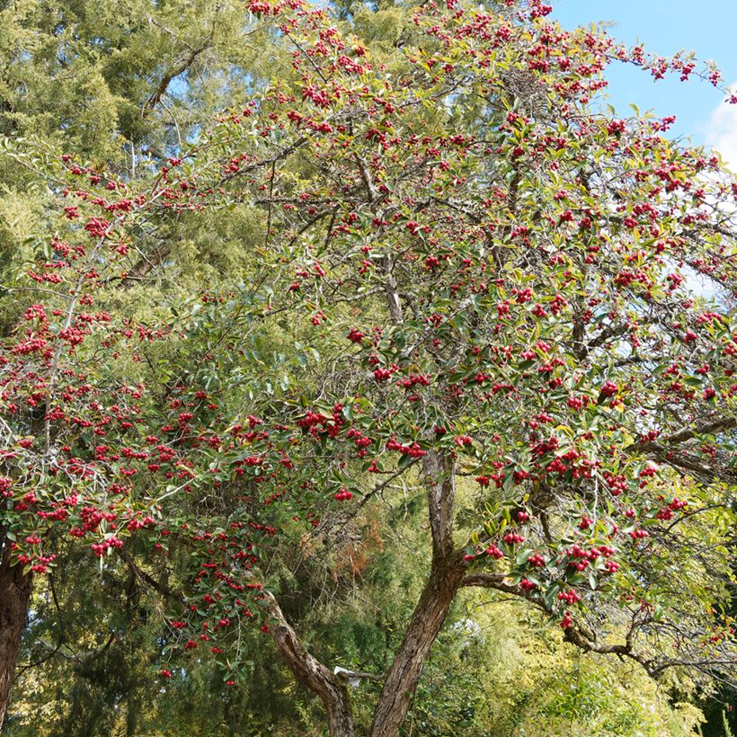 Hahnensporn-Weißdorn - Crataegus crus-galli (Plant habit)