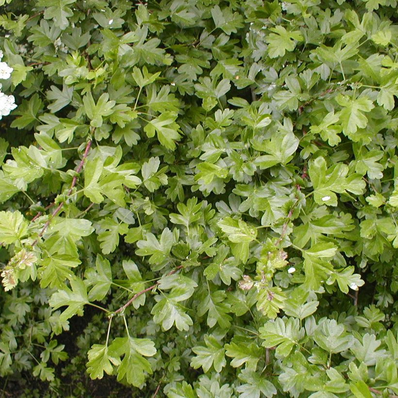 Crataegus laevigata - Zweigriffliger Weißdorn (Foliage)