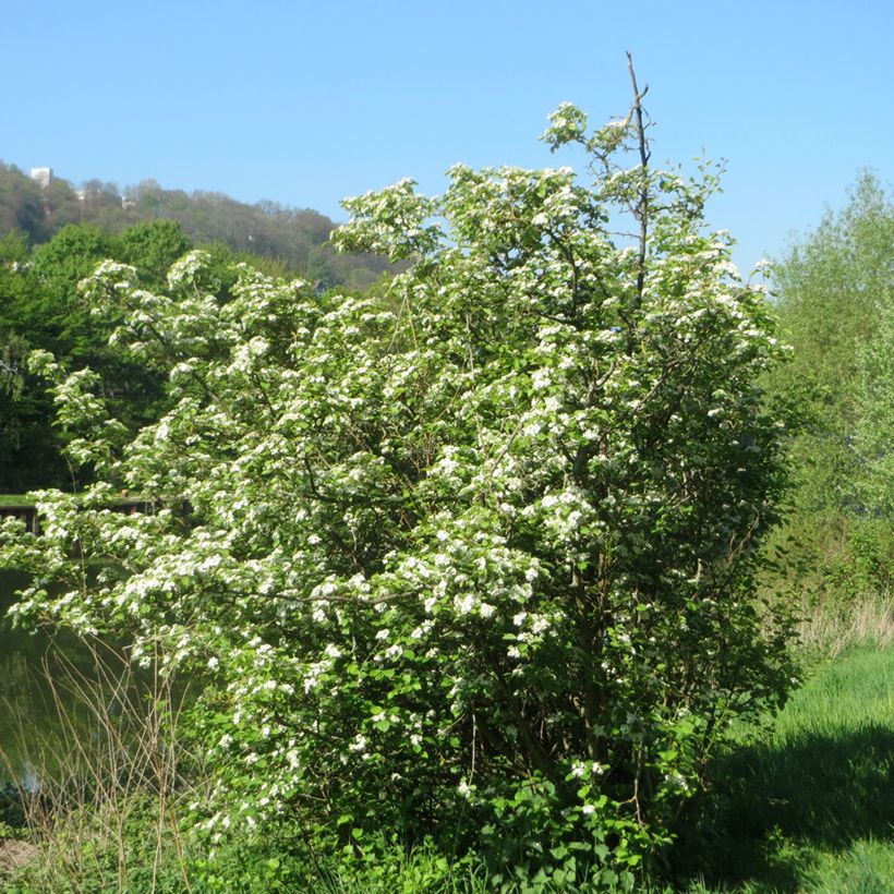 Crataegus laevigata - Zweigriffliger Weißdorn (Plant habit)