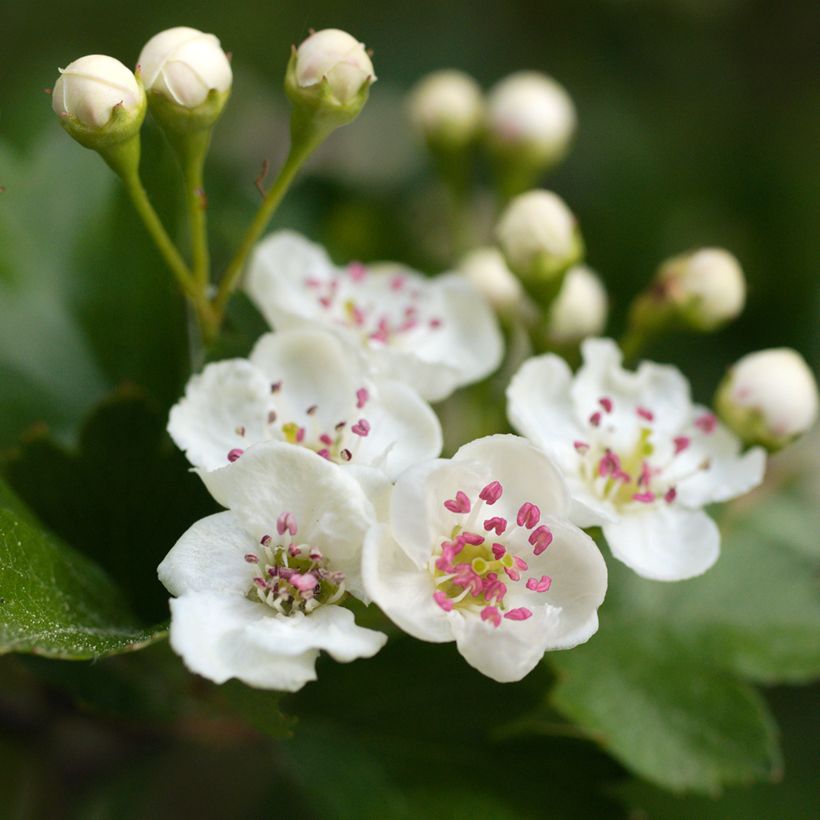Crataegus laevigata - Zweigriffliger Weißdorn (Flowering)
